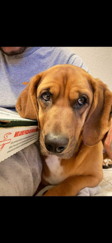 Rehoming Basset Hound 