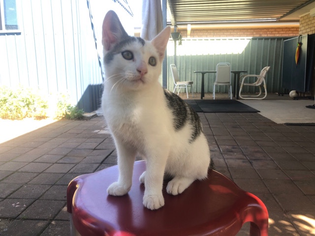 Cat
