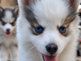 Pomsky – pomsky – Goiânia