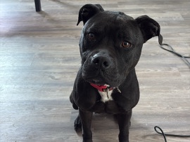 American Pit Bull Terrier – isys – San Antonio