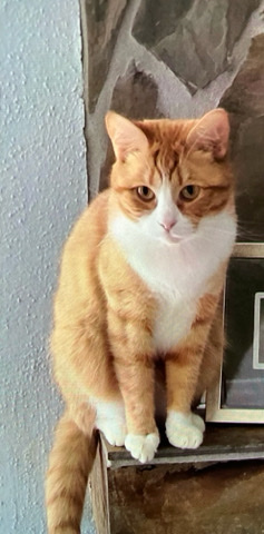 American Shorthair – Lilah - Beautiful Tabby