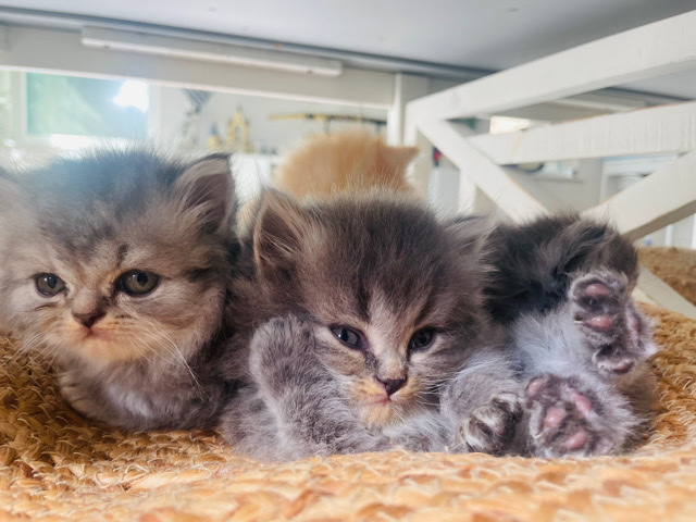 Persian (Traditional) – Persian Kittens