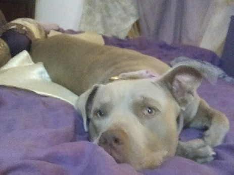 American Pit Bull Terrier – Kallie – Chula Vista