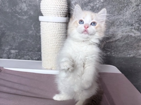 Ragdoll – For adoption – Washington