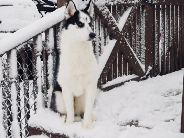 Siberian Husky – Delilah