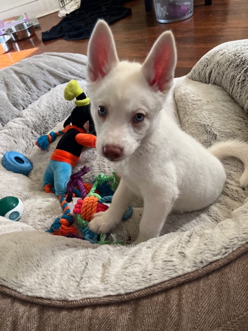 Siberian Husky – pure bread Siberian husky