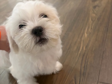 Yorkie Poo – yorkee puppy – Linden