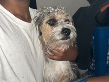 Border Terrier – warm home