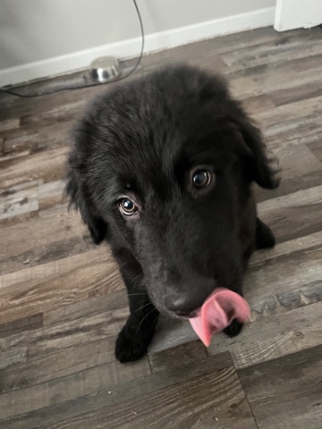 Great Pyrenees β Great Pyranees Pup he needs a new home π‘