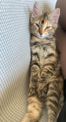 4 Month Only Kitten Looking for Home!