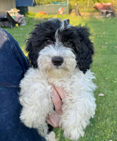 King Charles Spaniel – Cavapoo Puppy