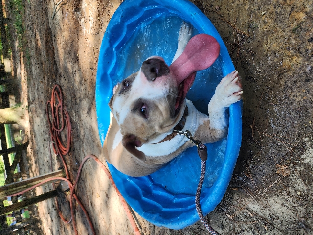 American Pit Bull Terrier – Bentley The Pitbull