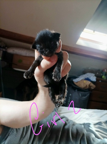 Persian (Modern) – Russian blue kittens