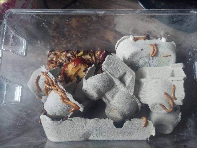 darkling beetles