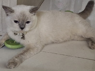 Himalayan parshan cat