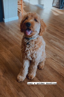 F1b Goldendoodle (Benz)