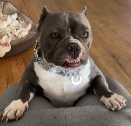 American Bulldog – hi I am fat gurl
