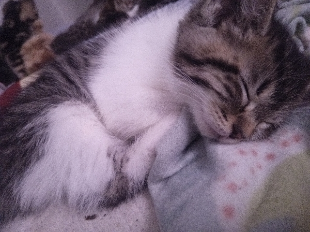 Russian White, Black and Tabby – 2 girls for rehoming – Columbus