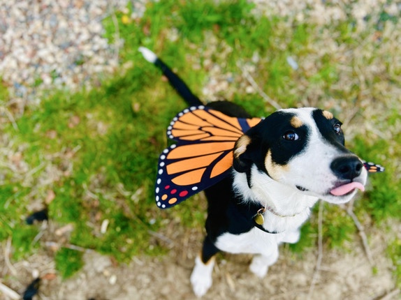 Mixed Breed – Rehome: Zara June – Bondurant
