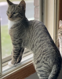 5-7 month old kitty
