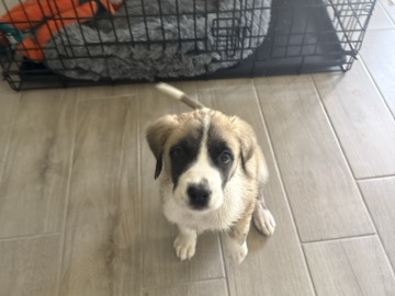 Great Pyrenees – 11-Week-Old German Shepherd / Great Pyrenees Mix – Fort Worth