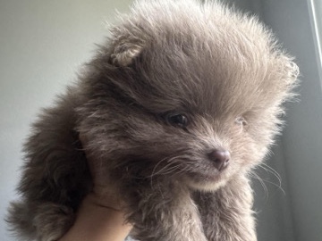 Pomeranian – Rarest Pomeranian Lavender AKC Dna Health Tested – Columbus