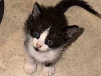 2 kittens for sale – Indio