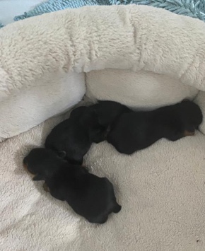 Yorkshire Terrier – yorkie puppy for sell