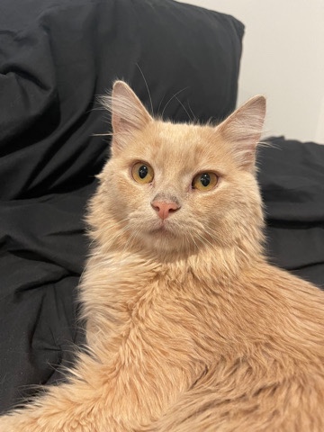 Jasper needs a Forever Home 🤍