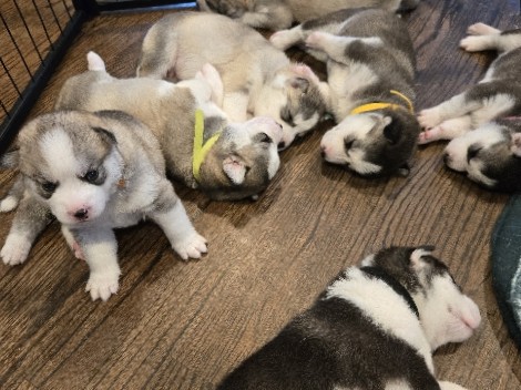 Siberian Husky – Christmas pups