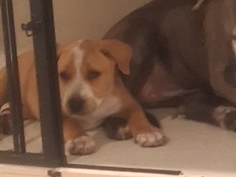 Mixed Breed – Onyx – Mesa