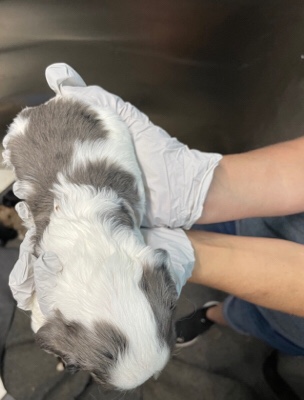 English Cocker Spaniel – Furbabies