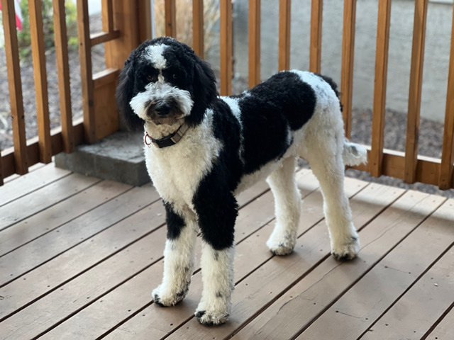 Berniedoodle