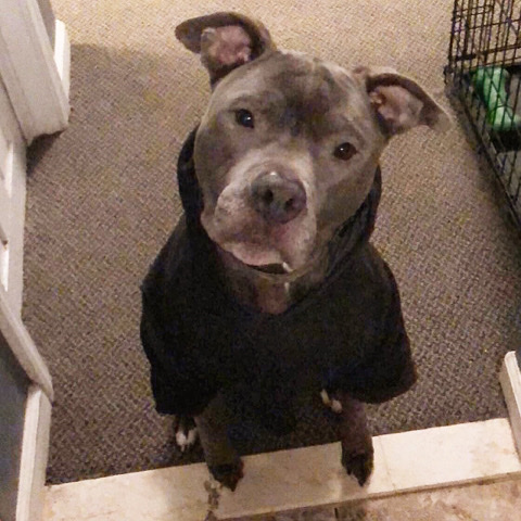 American Pit Bull Terrier – loving home needed