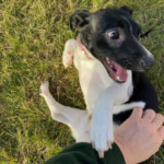 Rat Terrier – snuggly Rat Terrier 2 years old