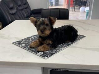 Yorkshire Terrier – Adorable Male Yorkie – Fort Myers