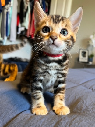Bengal – Female Marbled Bengal