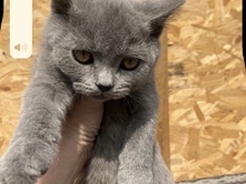 British Shorthair – Chunky British shorthair kittens – Hounslow
