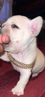 French Bulldog β Frenchies