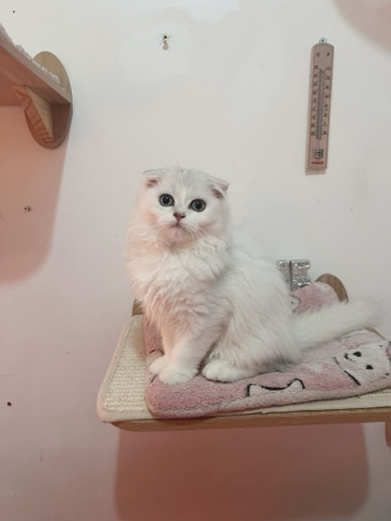 Scottish Fold – Two Stunning Scottish Fold Kittens in London