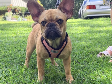 French Bulldog – French bulldog female – Millstone Township