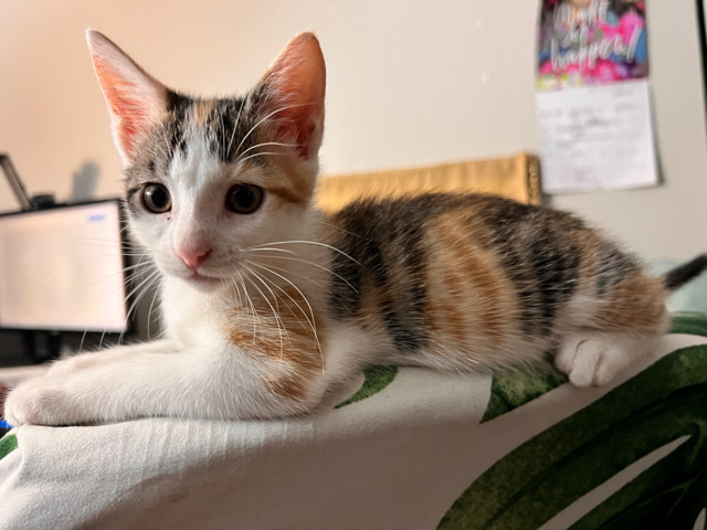3 Month Kitten Ginger
