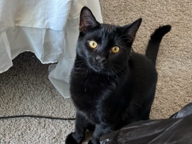 Maine Coon – Bruno a black cat – San Diego