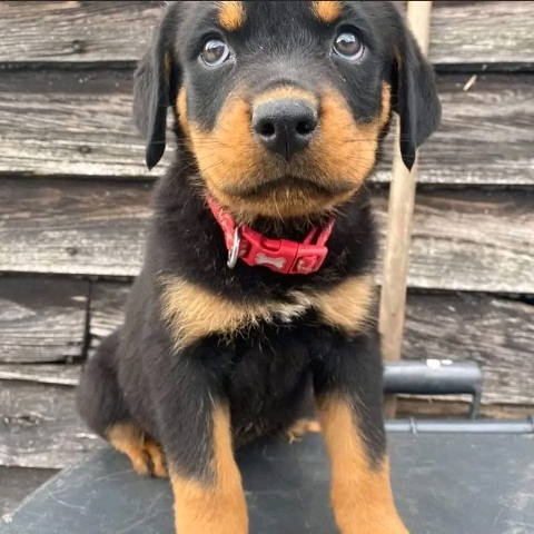 Rottweiler – Rottweiler puppy