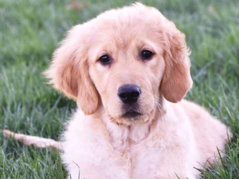Golden Retriever – Golden Retriever puppy in Atlanta – Atlanta