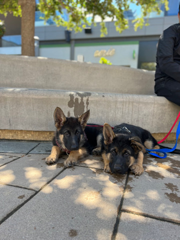 puppy for sale