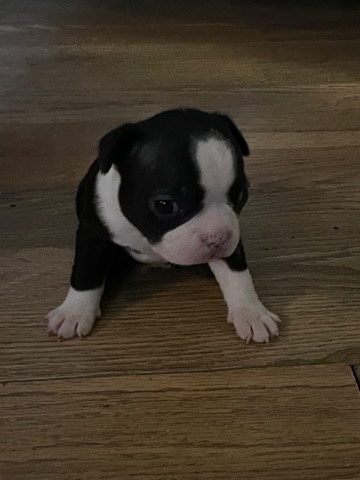 Boston Terrier – Boston Terrier