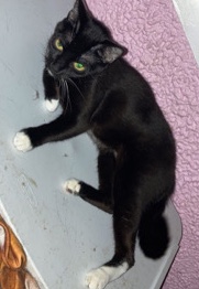 A loving cat seeking a Loving home