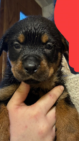 Rottweiler – Rottweiler puppy’s