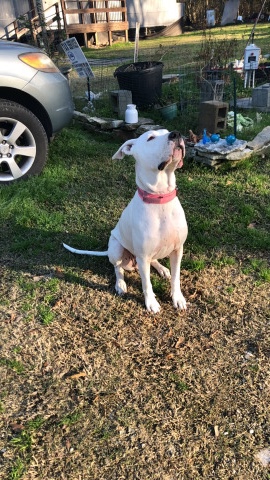 Dogo Argentino – Dogo Argentino puppy’s